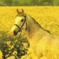 rüzgarın fısıltısı