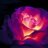 C@rpe-Noctem"